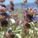 Salvia dorrii dorrii - Photo (c) Jim Morefield, μερικά δικαιώματα διατηρούνται (CC BY)