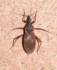Triatoma rubida