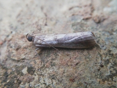 Acrobasis sodalella