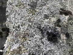 Umbilicaria hyperborea