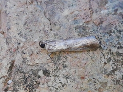 Acrobasis sodalella