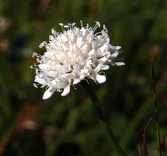 Cephalaria rigida