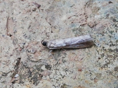 Acrobasis sodalella