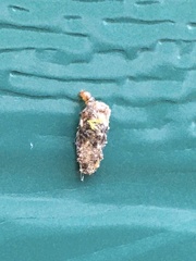 Dahlica triquetrella