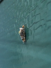 Dahlica triquetrella