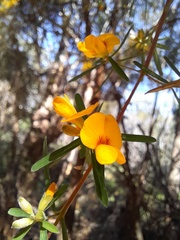 Pultenaea blakelyi