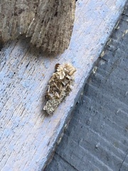 Dahlica triquetrella