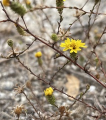 Lessingia pectinata pectinata
