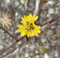Lessingia pectinata pectinata