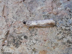 Acrobasis sodalella