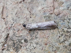 Acrobasis sodalella
