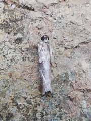 Acrobasis sodalella