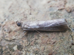 Acrobasis sodalella