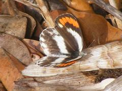 Colotis euippe omphale