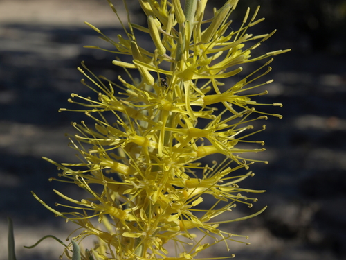 Desert Prince's Plume