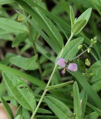 Polygala sphenoptera sphenoptera