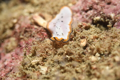 Pseudoceros nipponicus