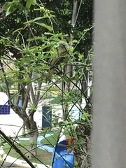 Cyclarhis gujanensis