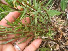 Crassula subulata subulata