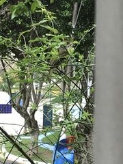 Cyclarhis gujanensis