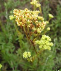 Crassula subulata subulata
