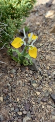 Moraea flava