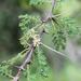 Vachellia gerrardii - Photo (c) Wynand Uys, algunos derechos reservados (CC BY), subido por Wynand Uys