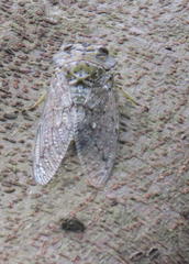 Oxypleura lenihani