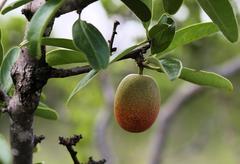 Ximenia caffra caffra