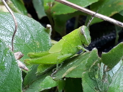 Abracris flavolineata