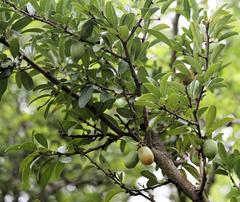 Ximenia caffra caffra