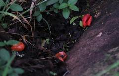 Ximenia caffra caffra