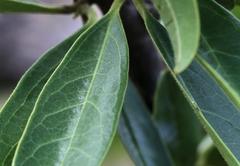 Ximenia caffra caffra