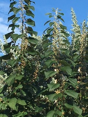 Dalbergia ecastaphyllum