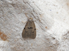Apaidia mesogona