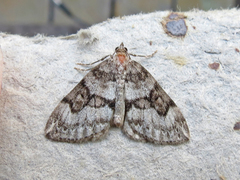 Thera contractata
