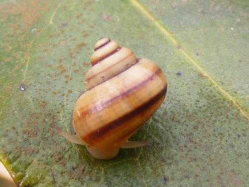 Tropidophora ligata
