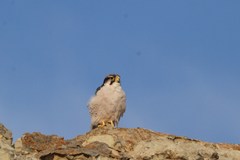 Falco biarmicus biarmicus