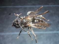 Andrena paucisquama