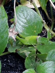 Abracris flavolineata