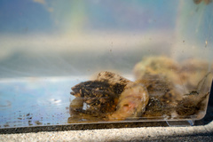 Chasmodes bosquianus