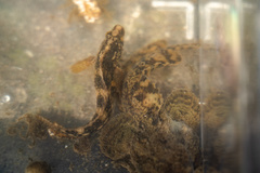 Chasmodes bosquianus