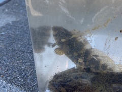 Chasmodes bosquianus