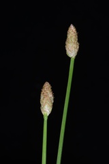 Eleocharis attenuata