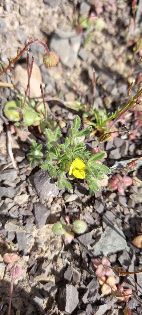 Lotononis leptoloba