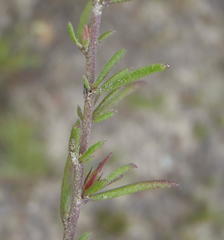 Muraltia dispersa