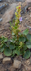 Rumex cordatus