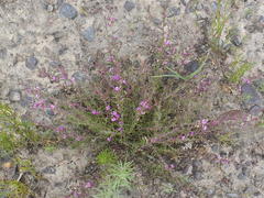 Muraltia dispersa