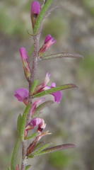 Muraltia dispersa