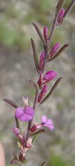 Muraltia dispersa